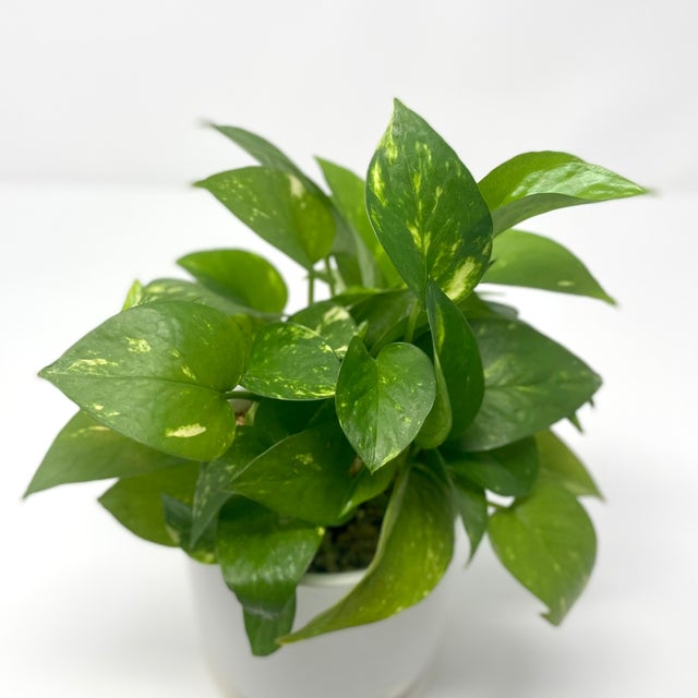 sansevieria laurentii Natural plants - Sansevieria Laurentii main image 1