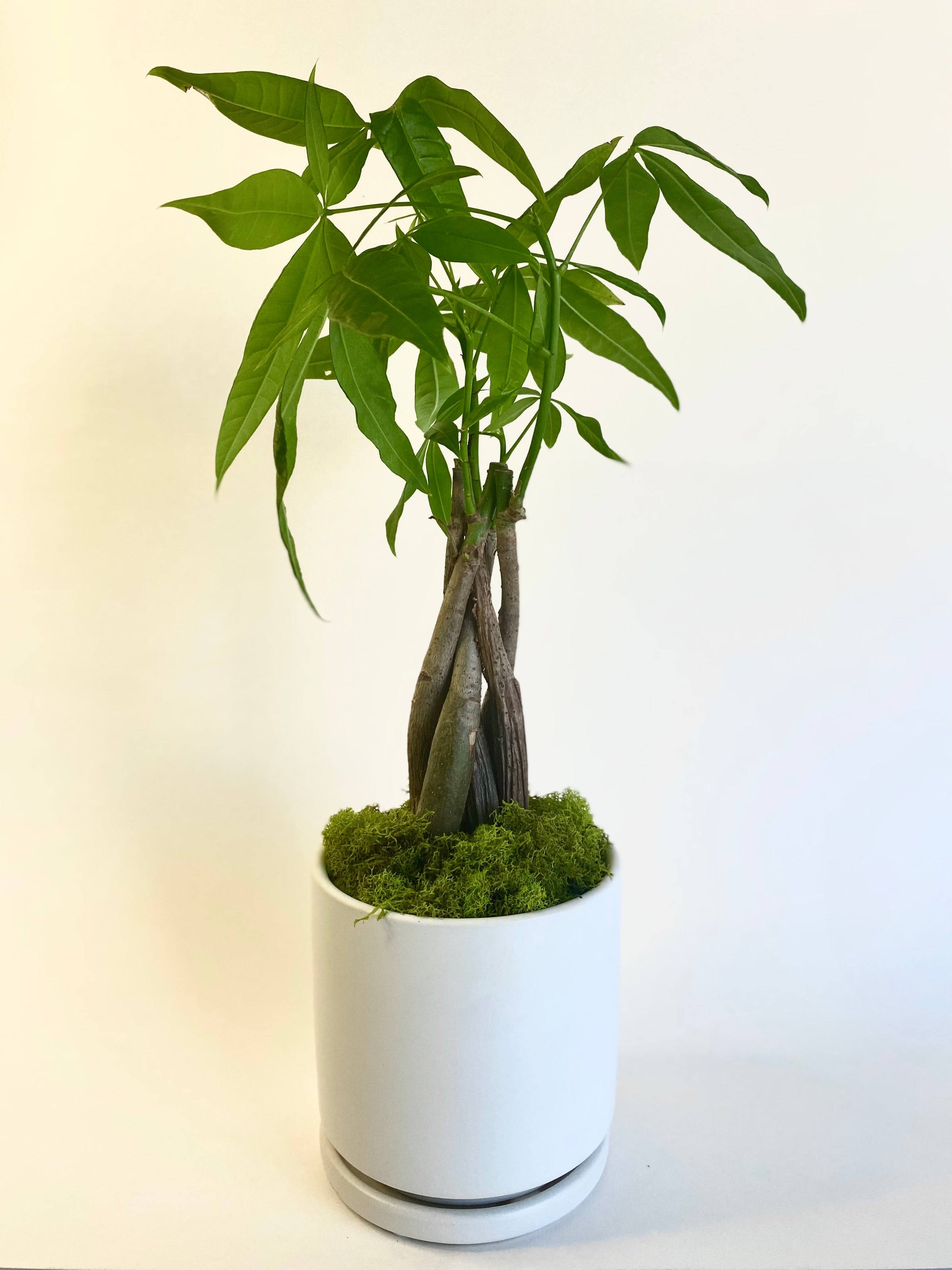 Money Tree | Los Angeleaves