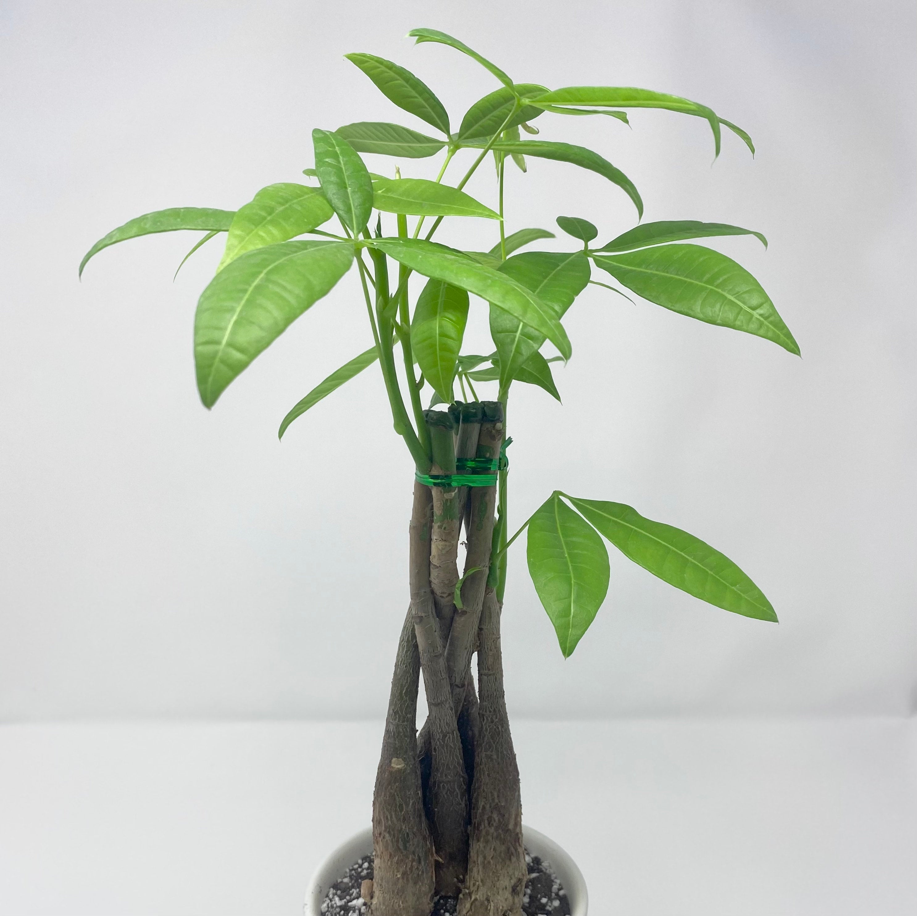 Money Tree | Los Angeleaves